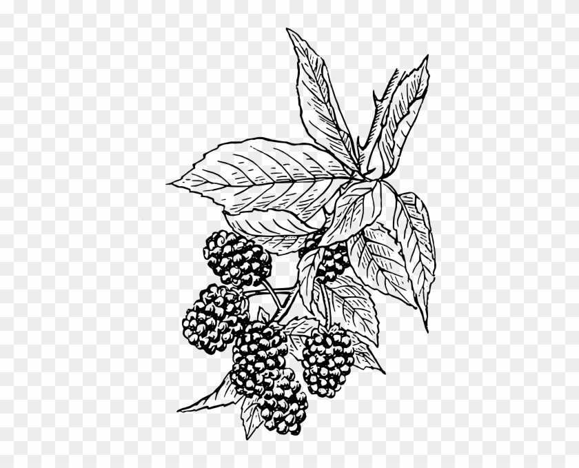 Blackberry Clip Art At Clker - Line Art #1220514