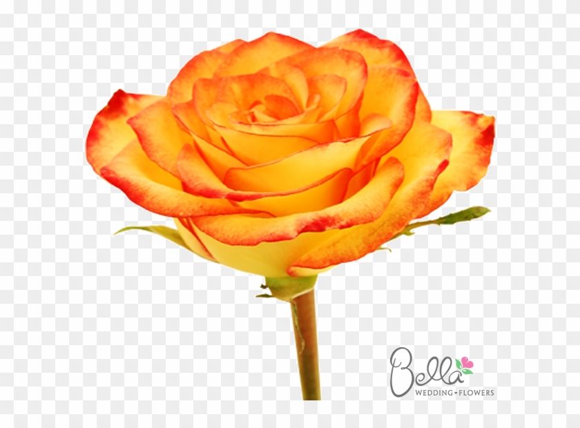 Voodoo Are A Gorgeous Variety Of Orange Rose And One - Wedding #1220519