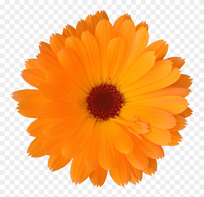 2018 03 27 - Orange Flower No Background #1220743