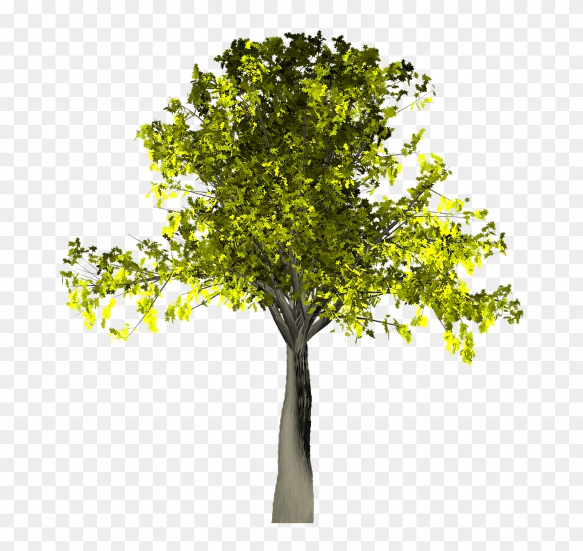 Willow Tree Vector 14, Buy Clip Art - Tree #1220768