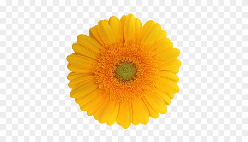 Free Free 58 Clipart Sunflower Jpg SVG PNG EPS DXF File