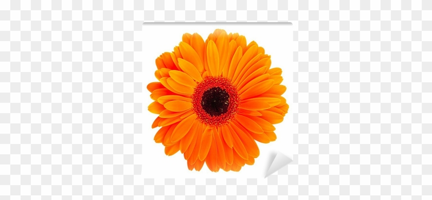Orange Flower White Background #1220788