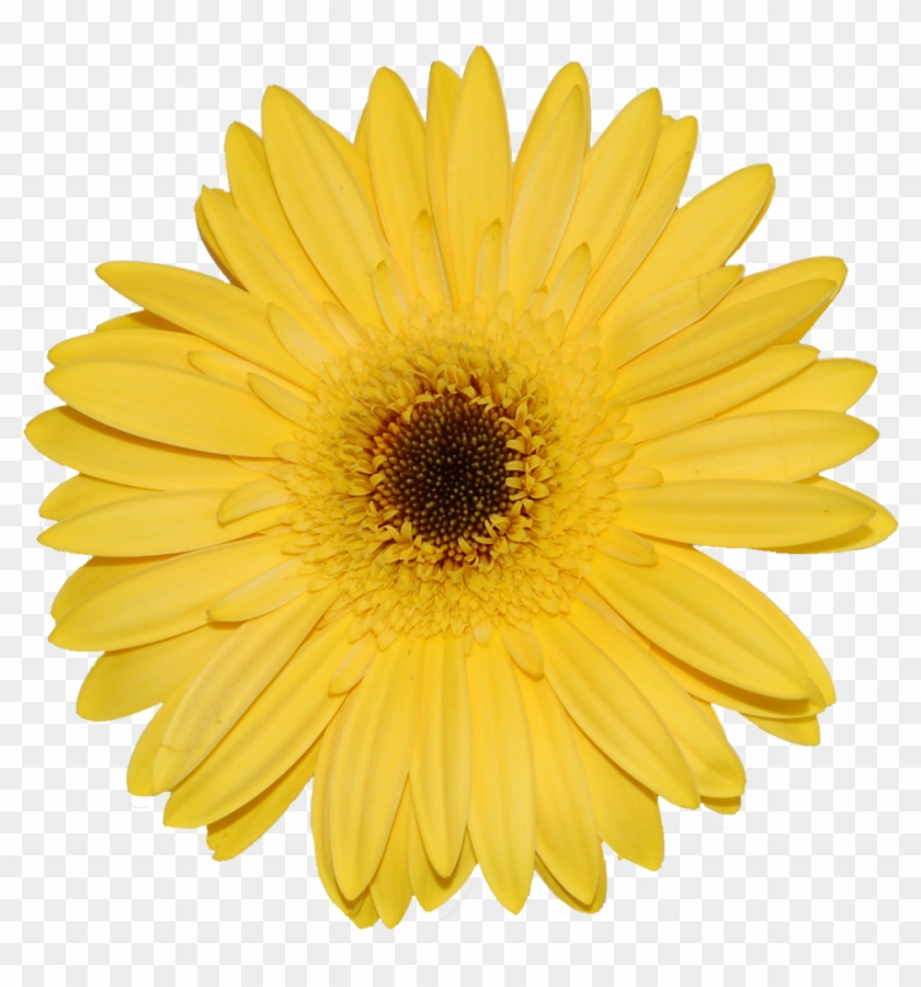 Gerberas - Sunflower White Background #1220803