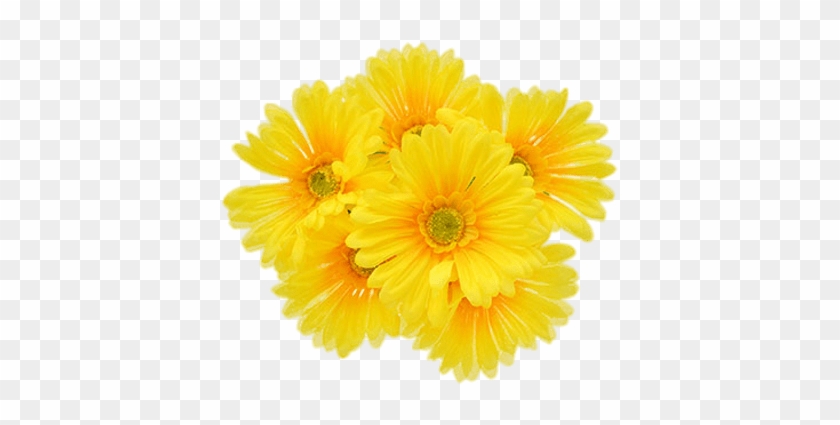 Yellow Gerberas - Yellow Gerbera Daisies Flowers #1220838