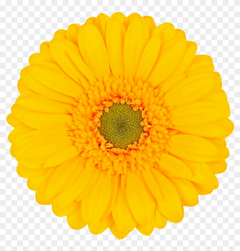 Yellow Gerbera By Jeanicebartzen27 Yellow Gerbera By - Yellow Flower Transparent Background #1220848