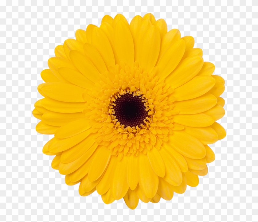 Bison Gold - Sunflower White Background #1220855