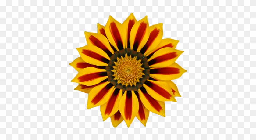 Gazania Flowers Nature Transparent Png Sticker - Gazania Png #1220861