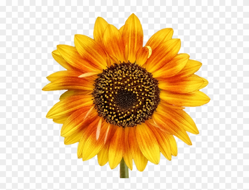 Com Store, The Sun, The Flowers, Beetle - Golden Yellow Summer Sunflower Beach Towel #1220888
