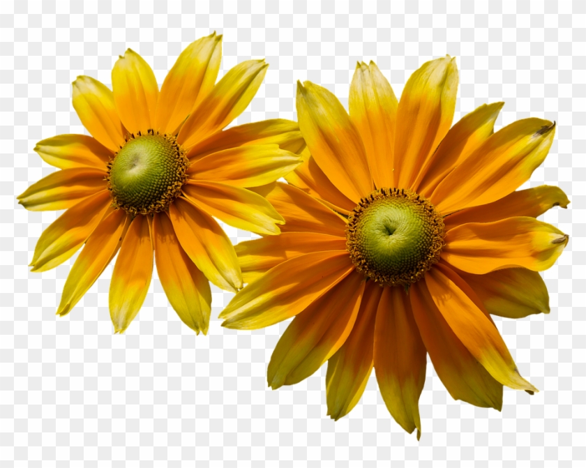 Flower, Sun Hat, Yellow, Png, Isolated, Close, Summer - Flores De Verão Png #1220891