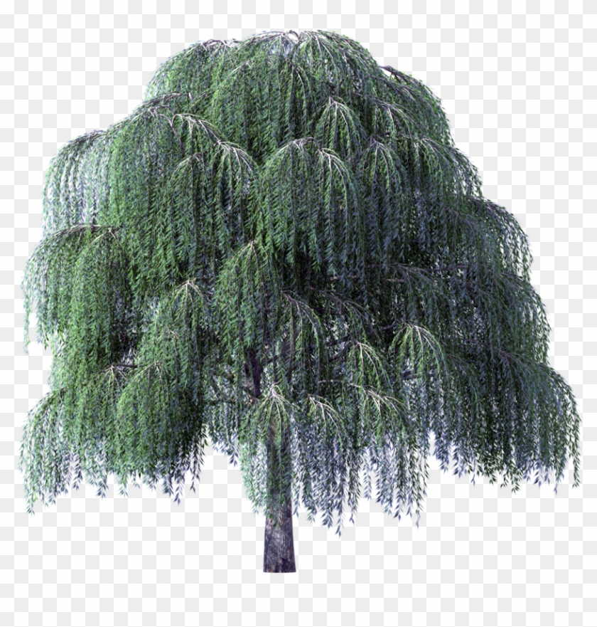 Willow Tree Clipart - Willow Tree Clipart #1220932
