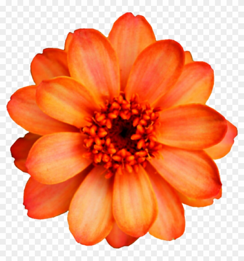 Orange Cosmo Fall Flower By Jeanicebartzen27 - Big Colorful Flowers Botanical Design Wristlet Wallet, #1220947