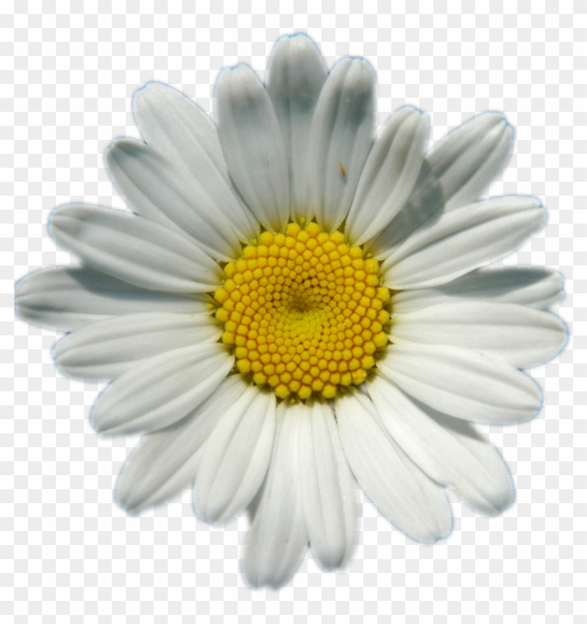Rodrigo House Pictures, Field Of Daisies, T-4007911524 - Shasta Daisies Oval Ornament #1221098