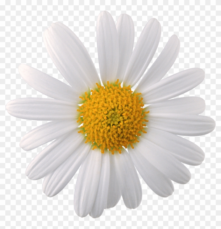 Flowers Png Images, Download Photos - Chamomile Flower Png #1221106