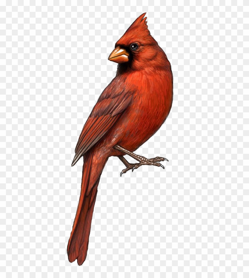 Louis Cardinals Northern Cardinal Drawing Clip Art - Cardinal Drawing #1221163