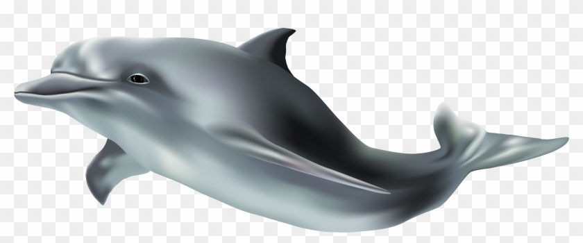 View Full Size - Dolphin With Transparent Background #1221349