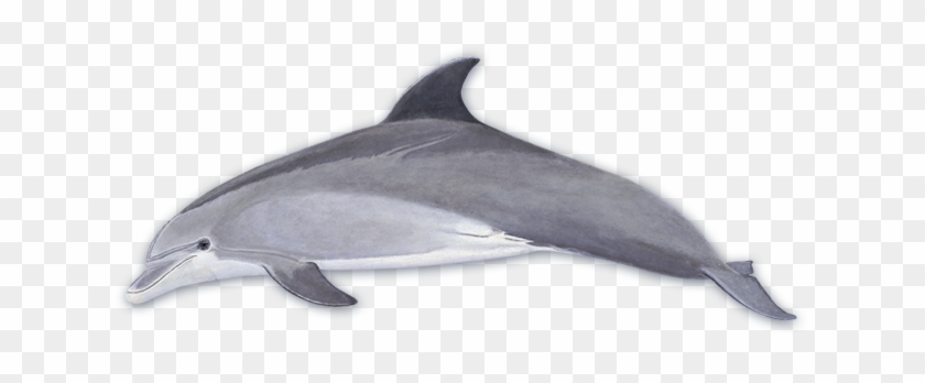 Dolphins Clip Art - Bottlenose Dolphin Looks Like #1221360