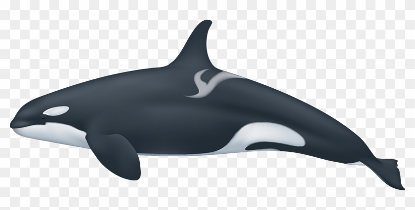 Dolphins Clipart Reading - Orcinus Orca Png #1221374