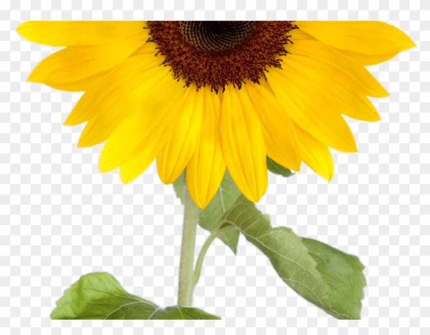 Sunflower Clipart Transparent Background Clipartxtras Sunflower