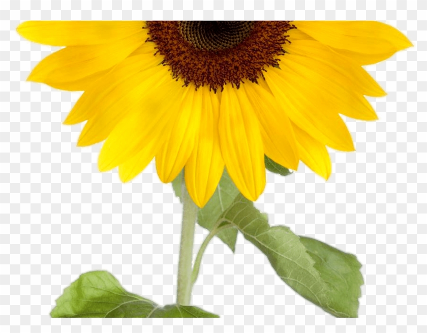 Sunflower Clipart Transparent Background Clipartxtras - Sunflower Invisible Background #1221647