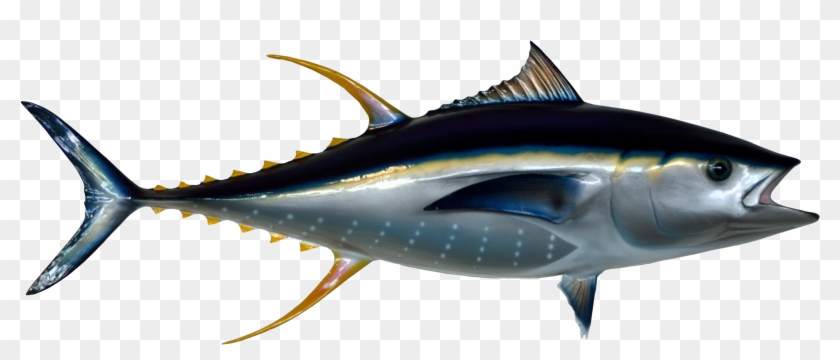 Tuna Fish Png Transparent Image - Tuna Png #1221651