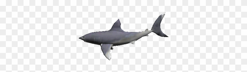 Transparent Fish Gif - Swimming Shark Animated Gif #1221656