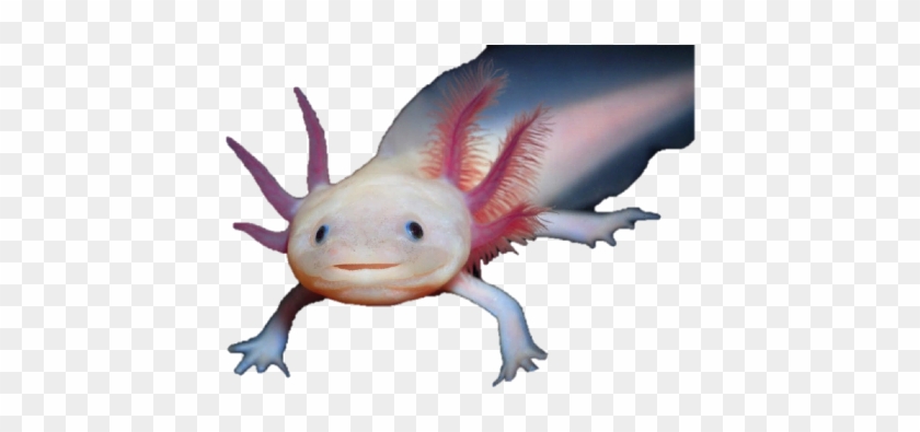 Developmental - Axolotl Png Transparent #1221694