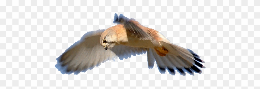 T R A N S P A R E N T ~~ Bird Not My Gif, Just My Edit - Pygmy Falcon Gif #1221701