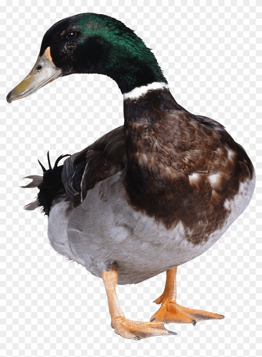 Green Duck Transparent Png - Duck Png #1221707