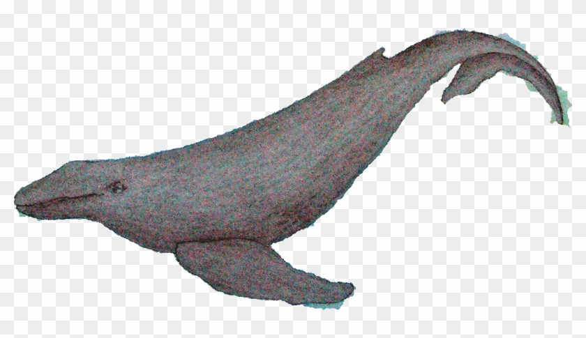 Humpback Whale #1221710