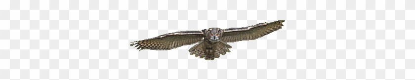 Gif * Mine Owl Transparent Samanther Â€¢ - Owl Transparent Background Gif #1221722