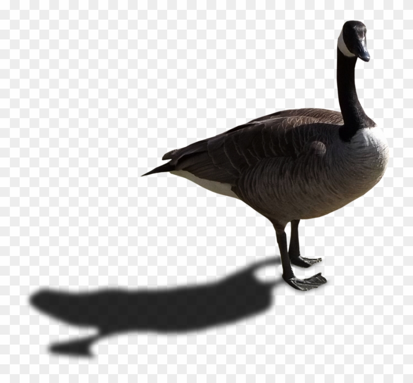 Domestic Goose #1221731