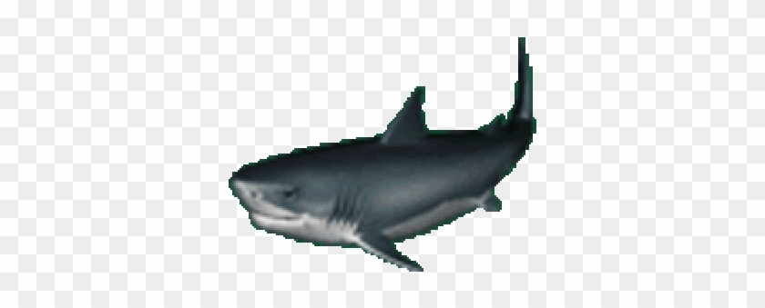 Shark Gif Transparent #1221732