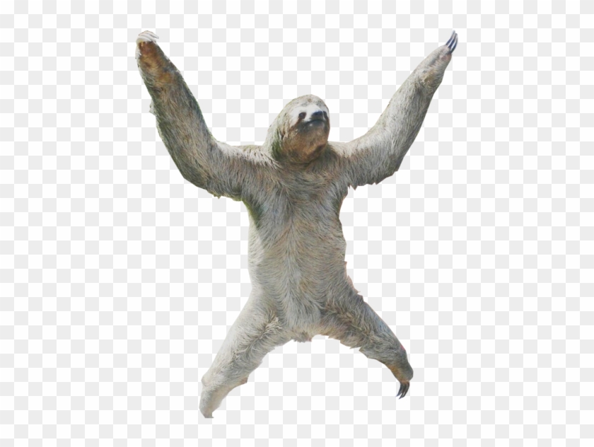 Ok - Transparent Sloths #1221783