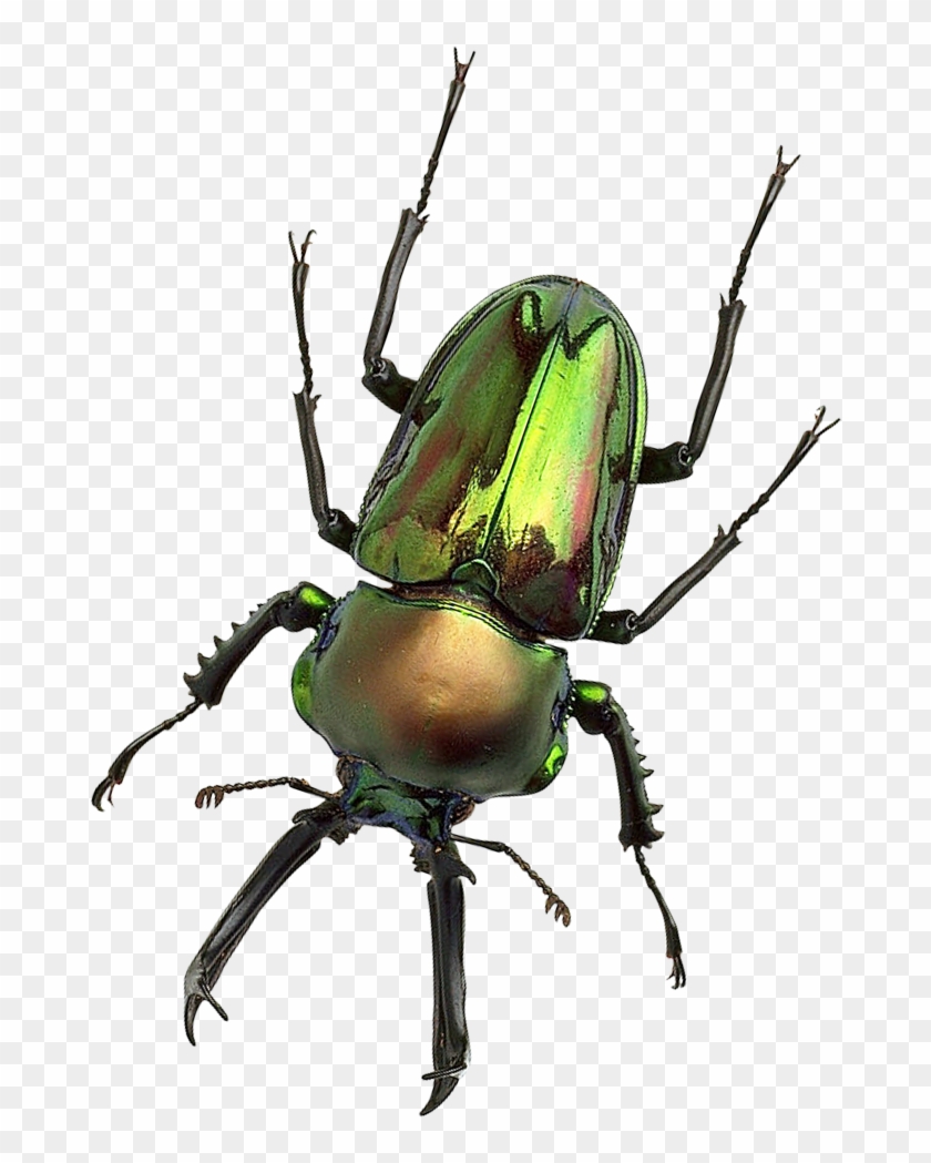 Bug Png Transparent Image Pngpix - Transparent Image Of A Bug #1221785