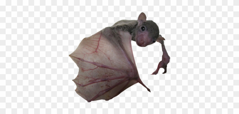 Transparent Transparent Animal Transparent Bat Bat - Bat #1221795