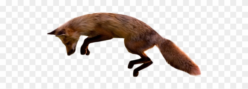 Jumping Fox Transparent Background - Fox Transparent Background #1221824