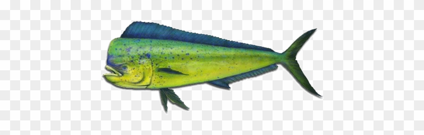 Mahi-mahi In Papagayo Fishing Gulf - Game Fish In Hawaii #1221934