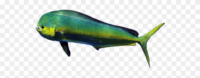 Dolphinfish Cut Out Low Profile - Mahi-mahi #1221944