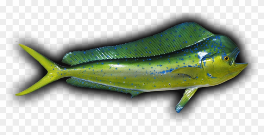 Dolphin Fish Mount And Fish Replicas Coast To Coast - Mahi-mahi #1221955