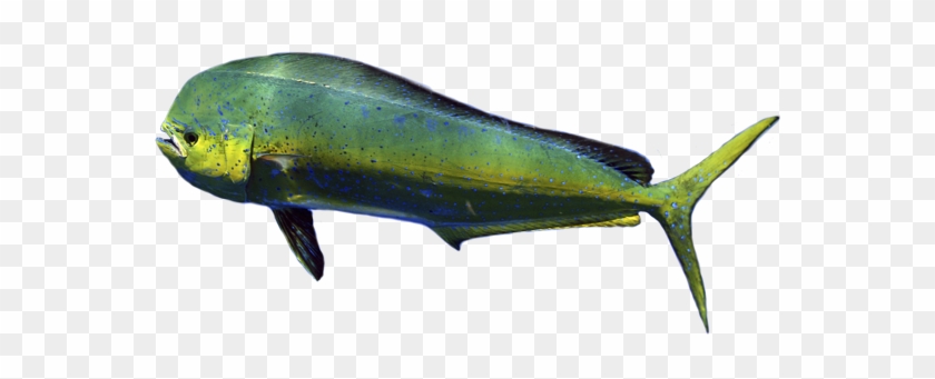 Dolphinfish Cut Out - Mahi-mahi #1221957