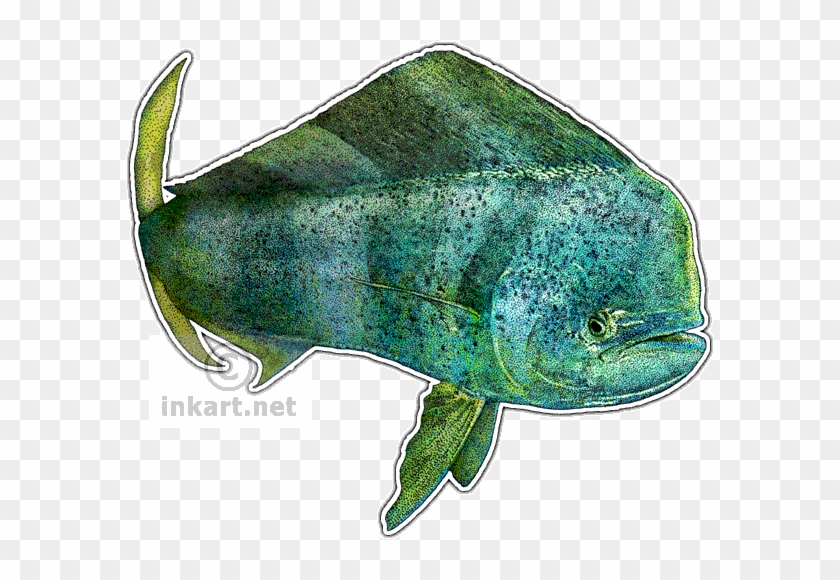 Common Dolphinfish Decal - Drawing #1221961