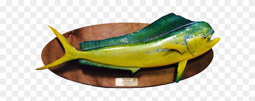 Dorado / Mahi Fish Mount On Wood Plaque - Fish On A Plaque #1221965