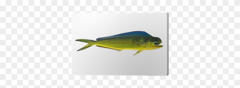 Aka Dorado Dolphin Fish Mahi-mahi On White Canvas Print - Mahi-mahi #1221972