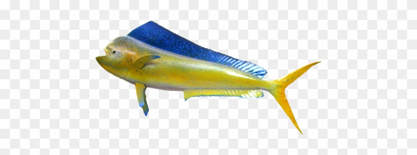 European Pollock #1221996