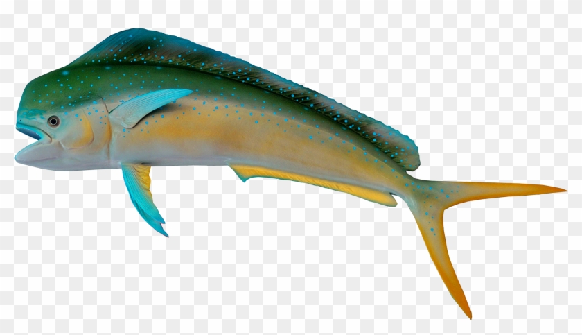 Fish Transparent #1222002
