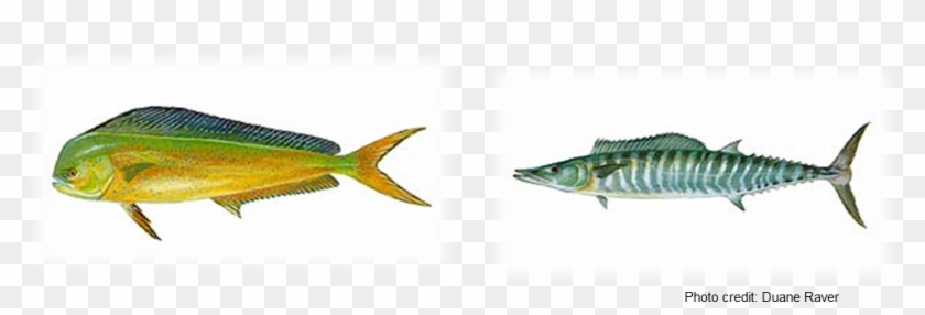 Illustrations Of A Mahi-mahi And Wahoo - Mahi-mahi #1222027