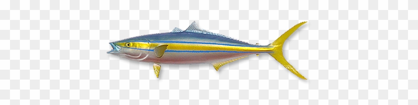 Rainbow Runner - Atlantic Bluefin Tuna #1222034