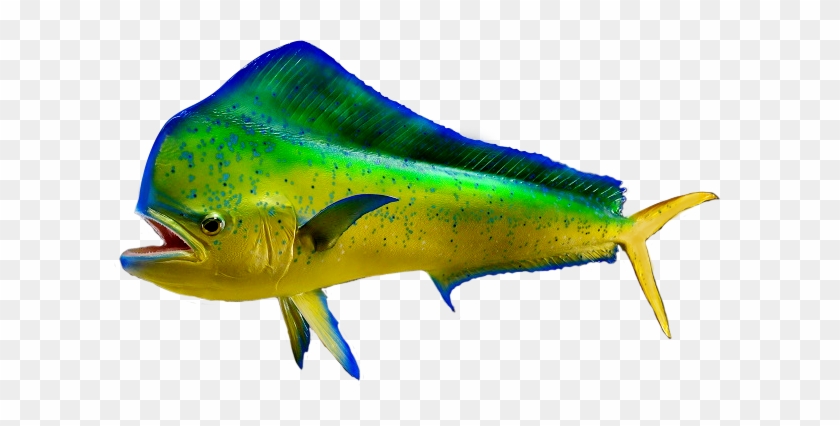 Dolphin Mount - Dolphin #1222036