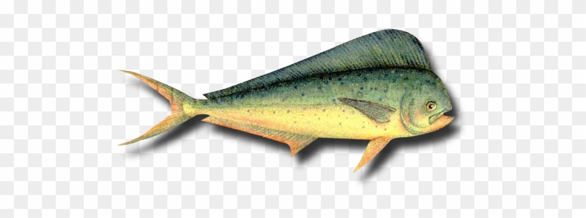 Peixes De Água Salgada - Cutthroat Trout #1222039