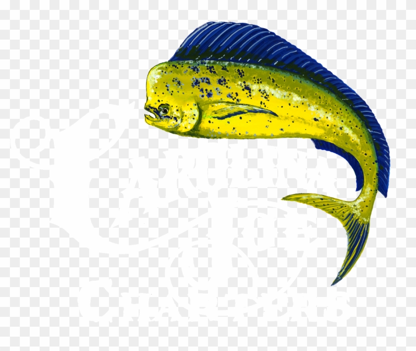 Mahi Mahi #1222045